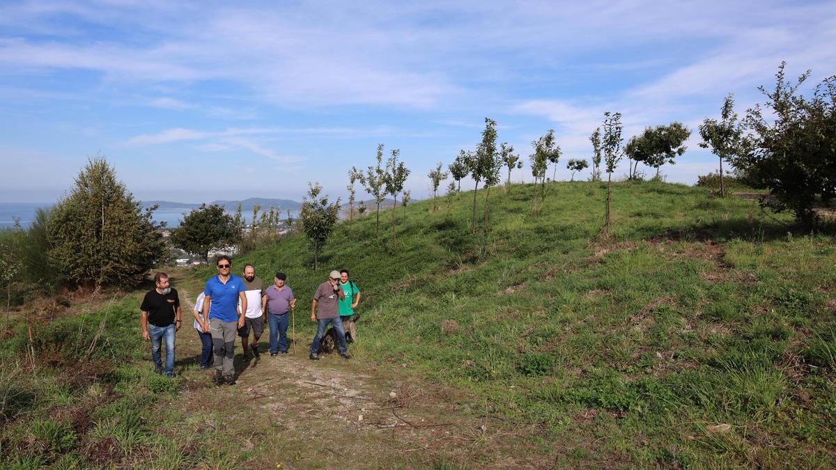 Directivos de la Comunidade de Montes de Matamá, en una zona recuperada tras los incendios de 2017.