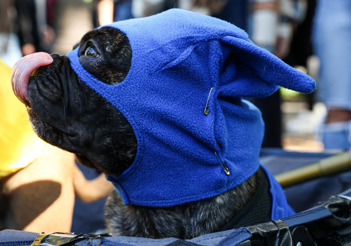 Desfile de disfraces de Halloween para perros en Nueva York