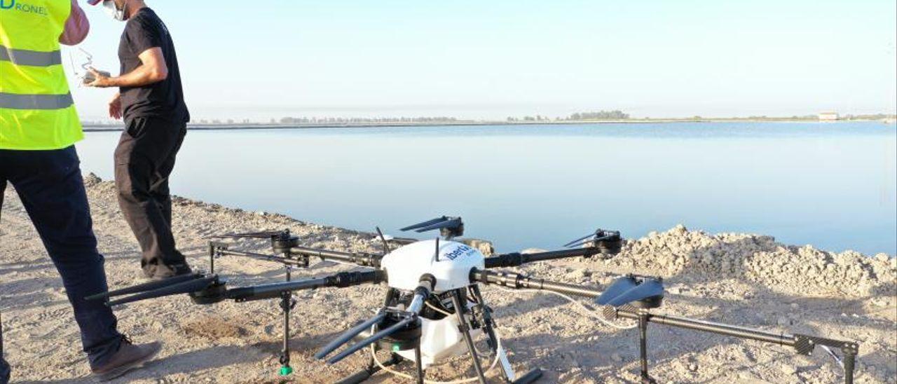Pruebas con drones en arrozales realizados por la empresa murciana.