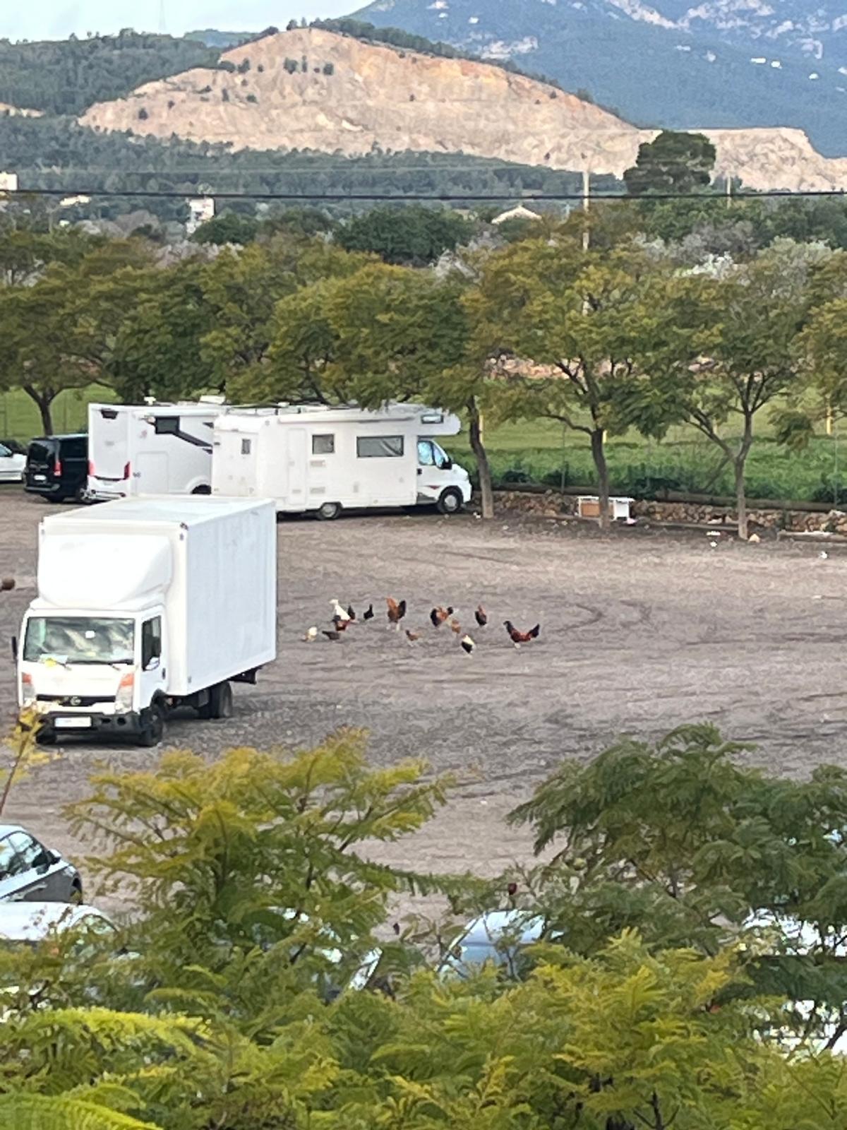 Una plaga de gallinas salvajes se expande en el Secar de la Real