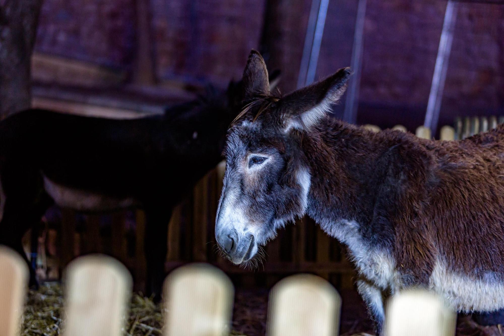 Así es el campamento de los Reyes Magos en Benidorm