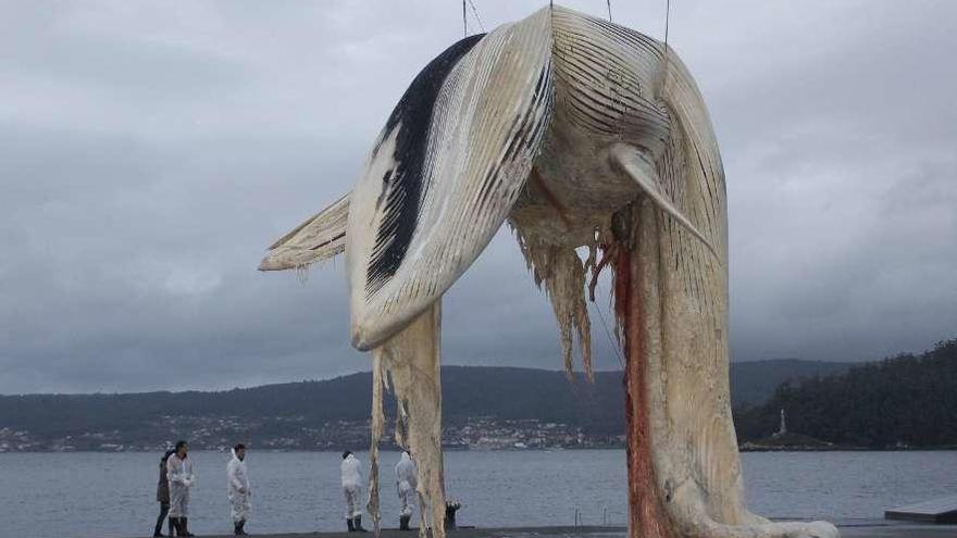 Ballena rígida metálica por metros