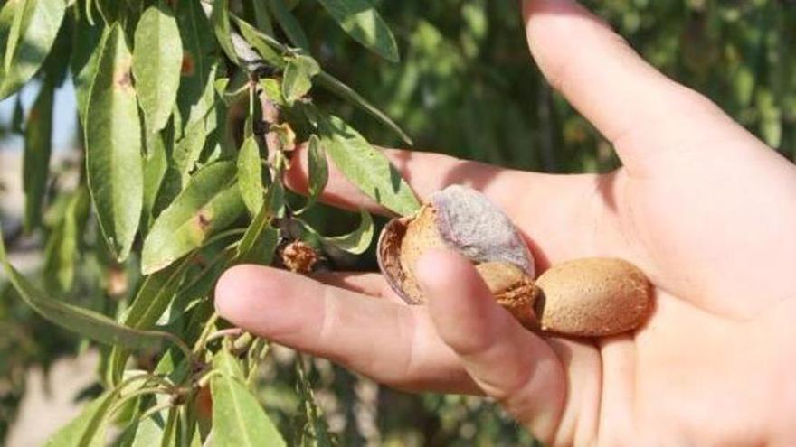 La almendra procedente de California amenaza a los productores de la Región de Murcia