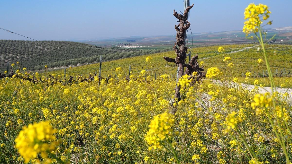 Paisaje de la campiña cordobesa en el término municipal de Montilla.