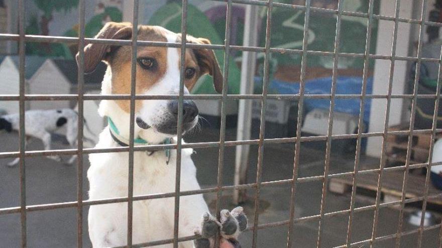 Recal inicia una campaña de captación de fondos para pagar los gastos veterinarios
