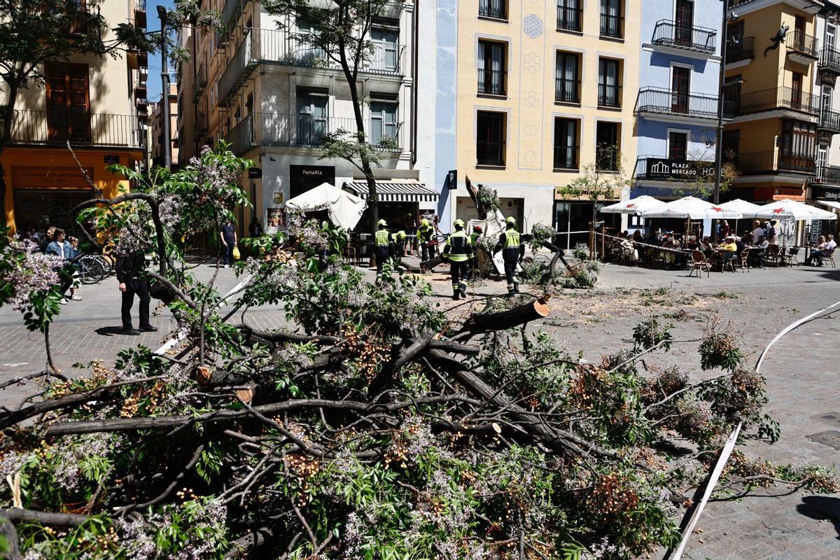 Los bomberos retiran las ramas del árbol caído en la Plaza del Mercat