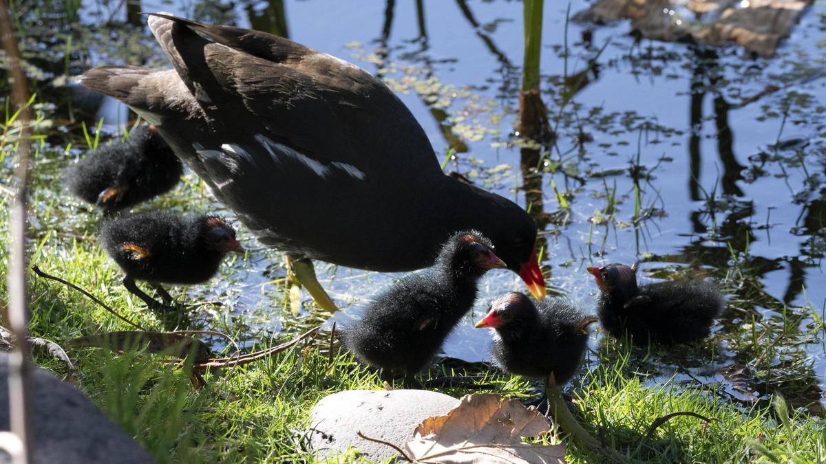 Ejemplares de Gallineta de agua (Gallinula chloropus), en el Palmétum.