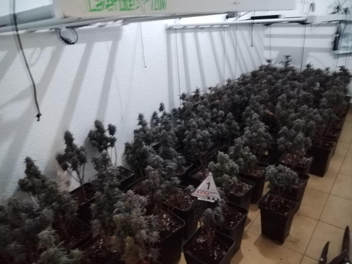 La plantació de marihuana descoberta a Figueres.
