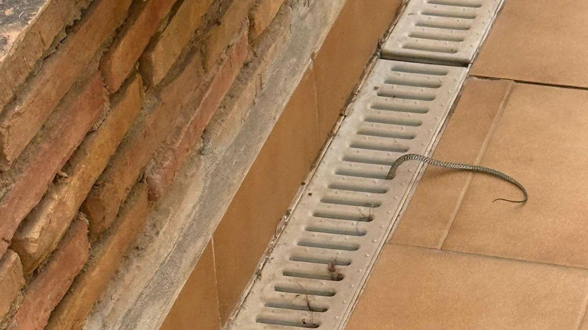 Culebras cerca de viviendas en Cartagena.