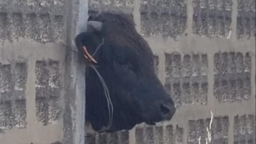 La vaca atrapada en el hueco de la valla