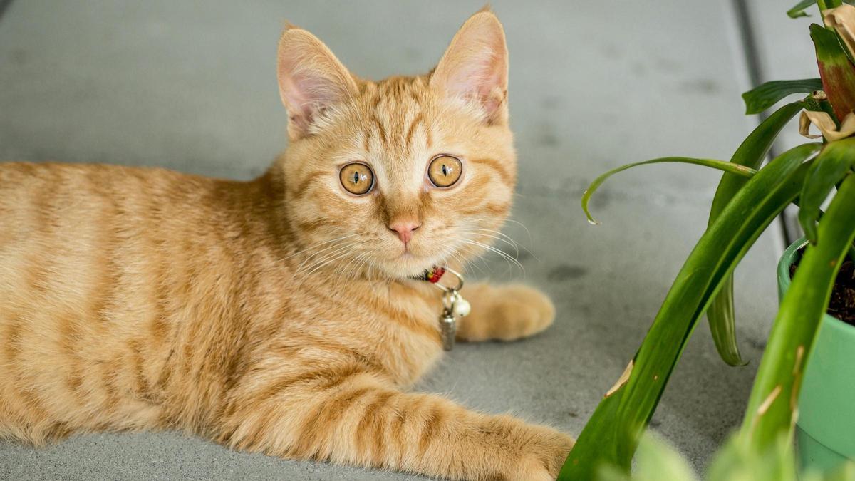 Según algunos expertos, los gatos podrían llegar a odiarte.