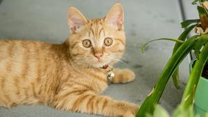 Estas son las especies de plantas prohibidas para gatos