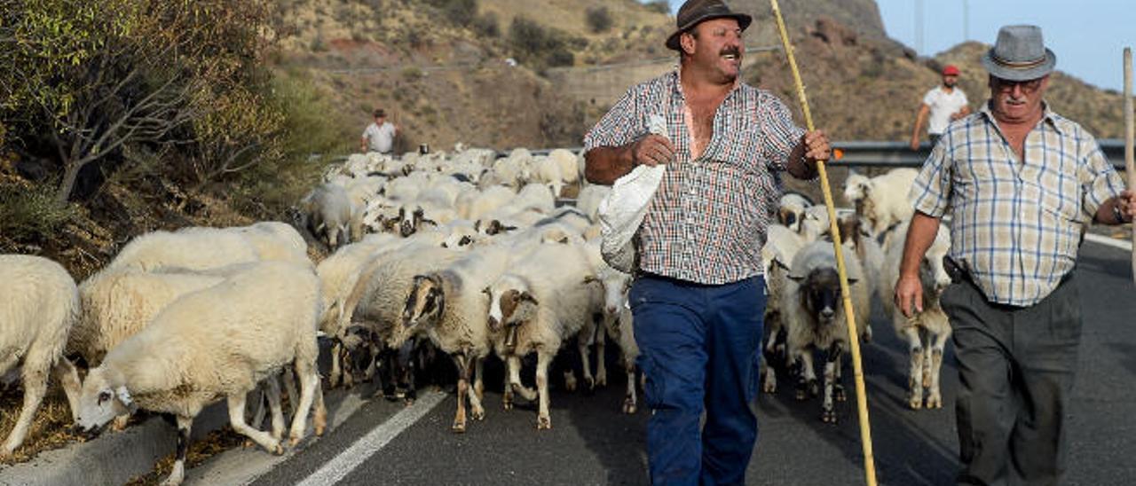 Dos pastores inician la trashumancia el pasado mes de septiembre en la reserva de la biosfera.