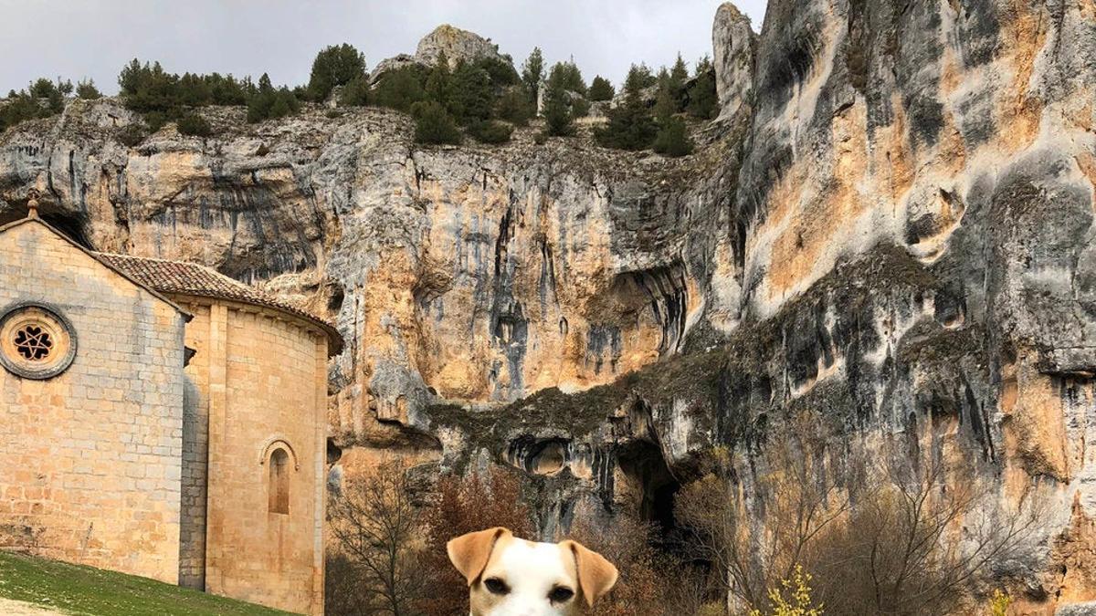 Pipper, primer perro turista