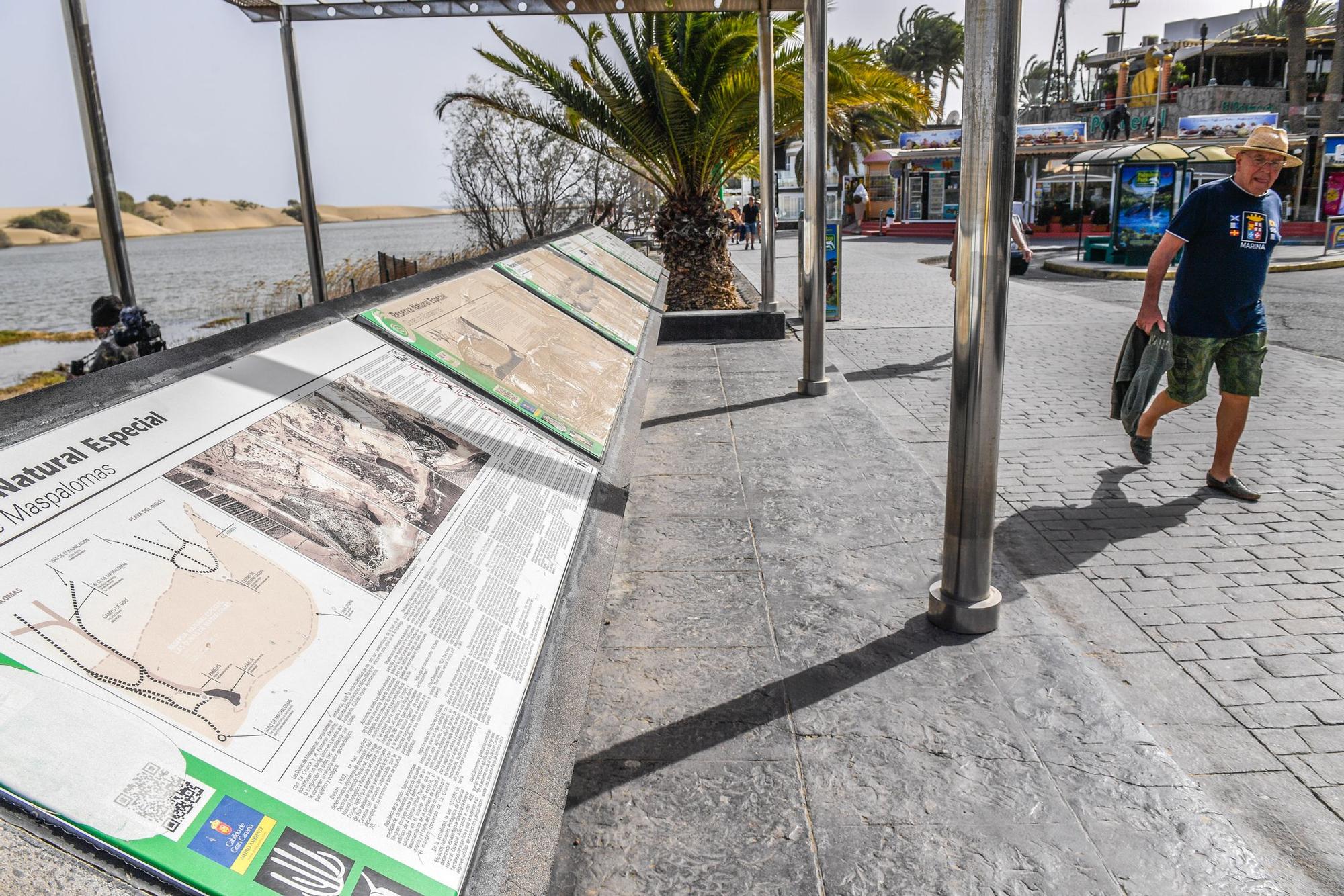 Avistamiento de fauna en la charca de Maspalomas