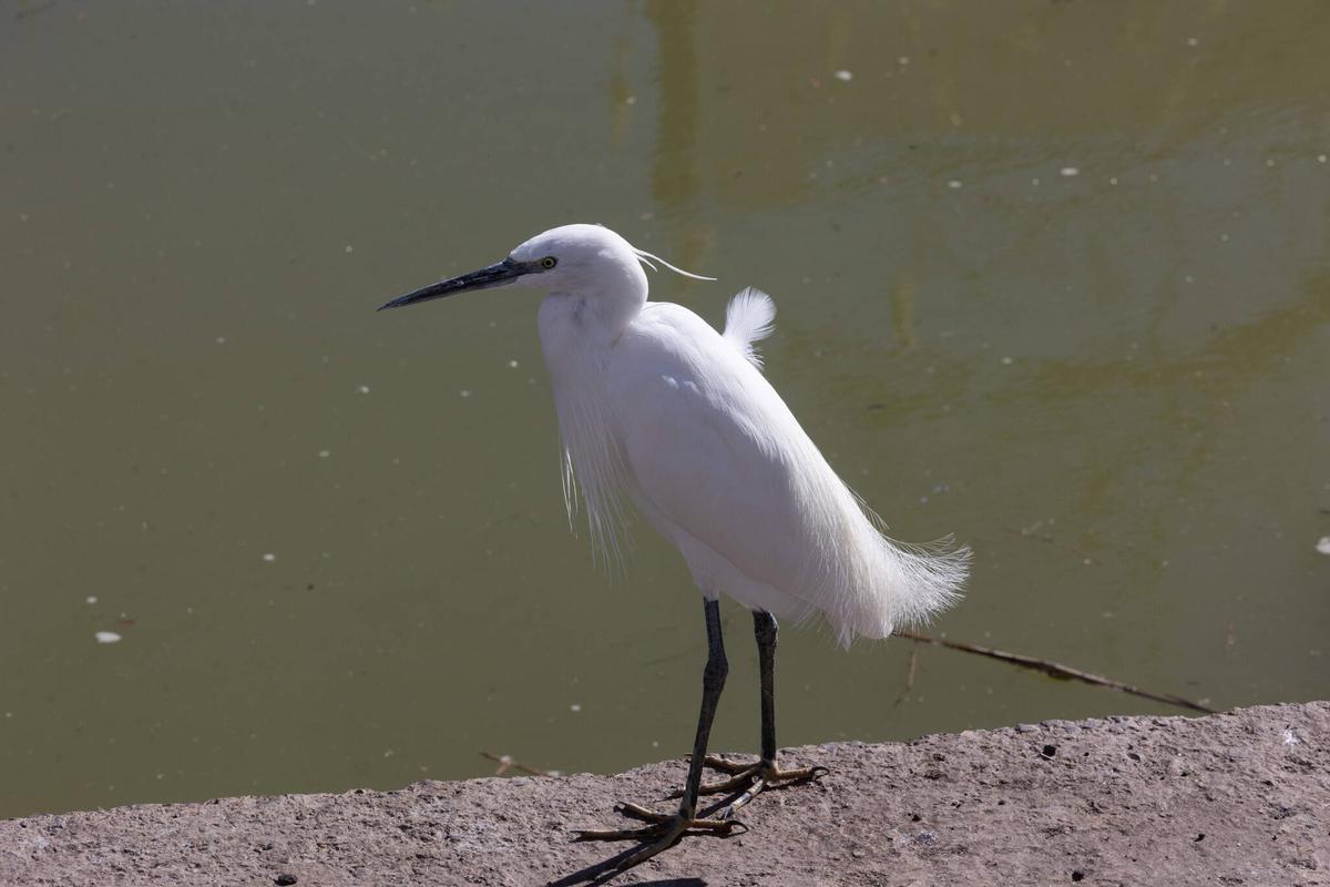 Una garza en l'Albufera