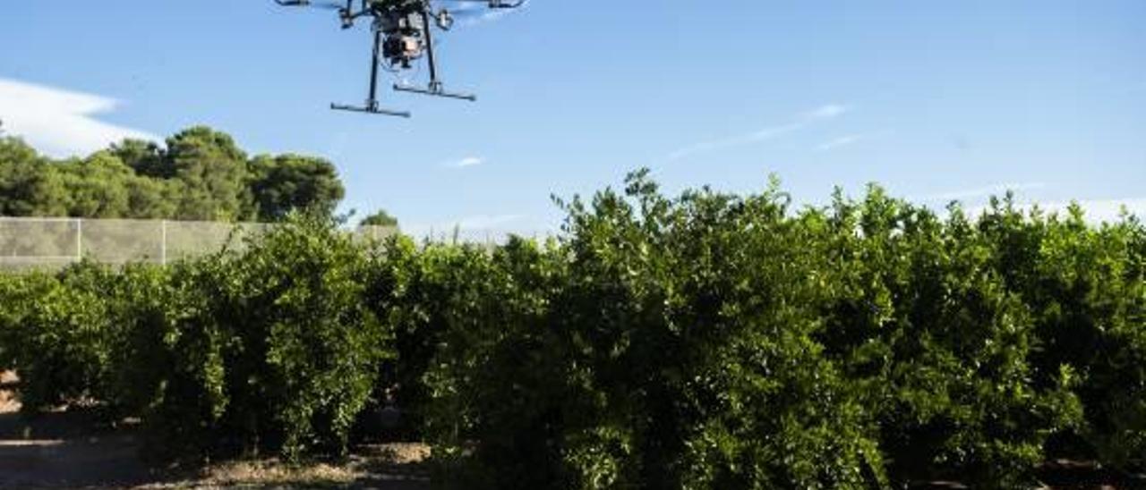 El uso de drones empieza a implantarse en el sector agrario.