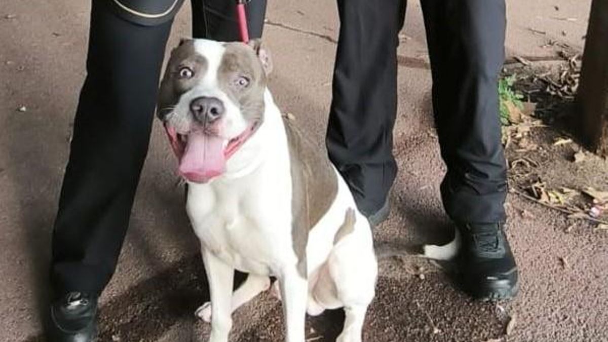 La Guardia Urbana libera a un perro en condiciones sanitarias deficientes en un local de la Verneda
