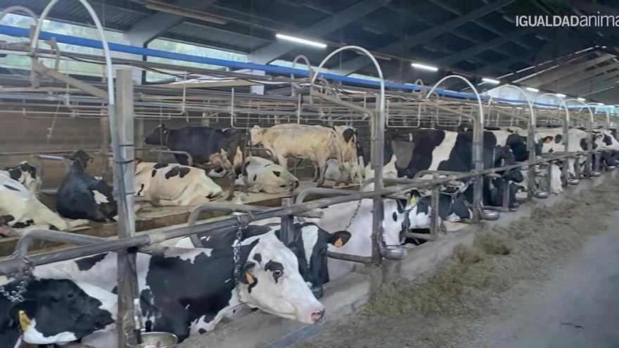 Una ganadería de Navia instala un dispositivo que provoca descargas en las vacas para evitar que defequen en su cubículo: "Es ilegal", denuncia Igualdad Animal
