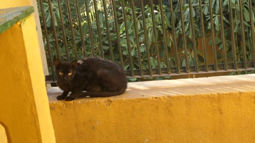 Gato común