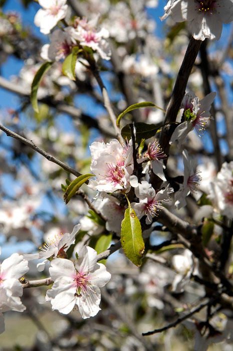 FIESTAS DEL ALMENDRO EN FLOR TEJEDA