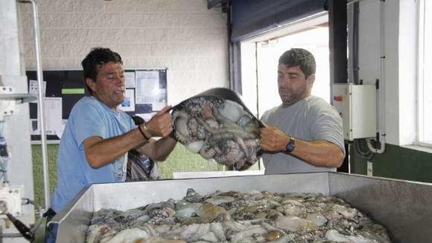 Los tripulantes del &quot;Nuevo Fren&quot; muestran algunos de los pulpos, ayer, en Bueu. // Santos Álvarez