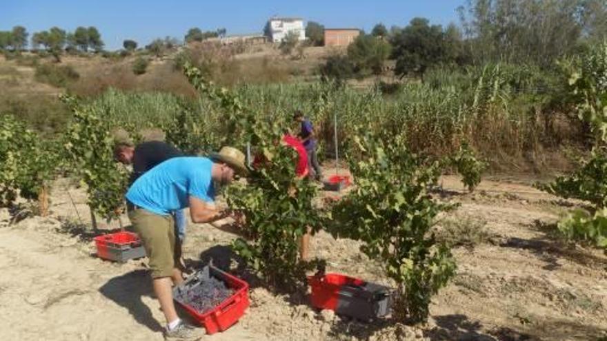 La verema en una vinya de la denominació d&#039;origen Pla de Bages