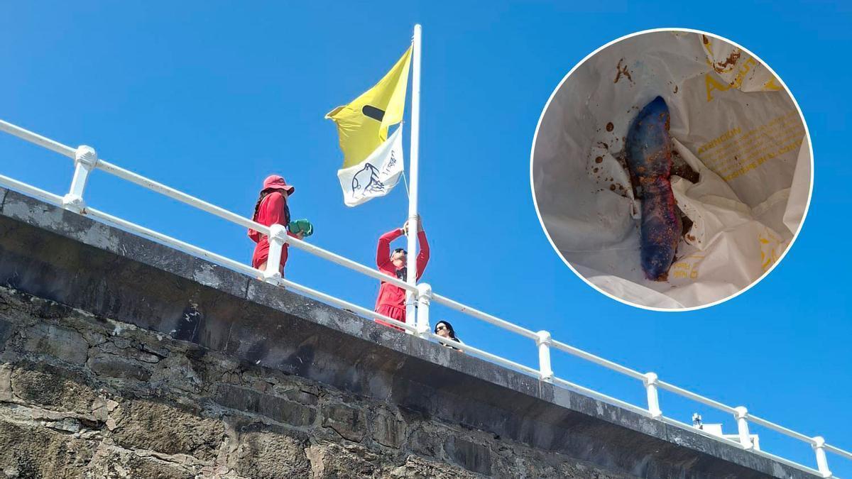 La bandera esta mañana en la Escalerona. En el círculo, uno de los ejemplares encontrados.