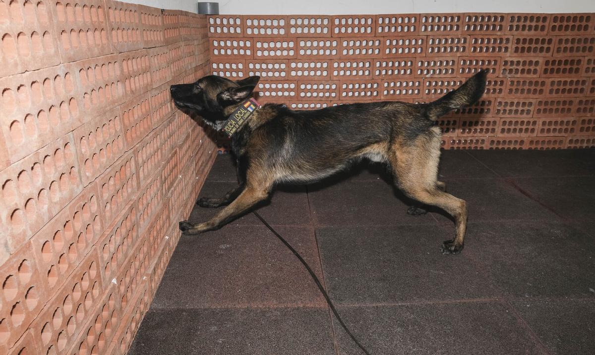 Los perros del Grupo de Guías Caninos (UCAPOL) de la Policía Local de Las Palmas de Gran Canaria, Cujo y Apolo