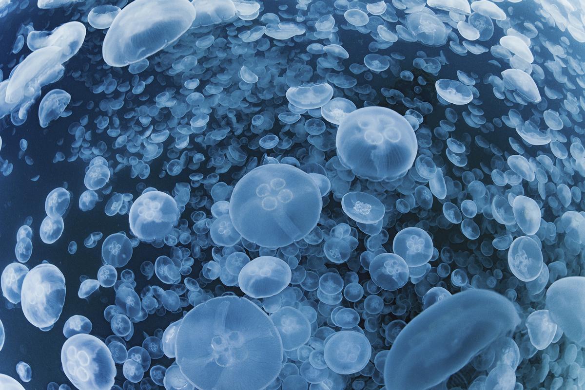 Categoría de Mundo Subacuático: ’Jellyfish paradise’. En la isla de Noto en la prefectura de Ishikawa, Japón, a principios del verano, si tienes suerte, puedes ver un gran banco de medusas (Medusozoa). Me fascinaron todas esas medusas que pude ver desde el barco. Tan pronto como entré en el mar, me rodeó un enjambre de medusas. No importaba en qué dirección mirara, estaba rodeado de medusas. ¿Qué podría ser más místico que esta visión?