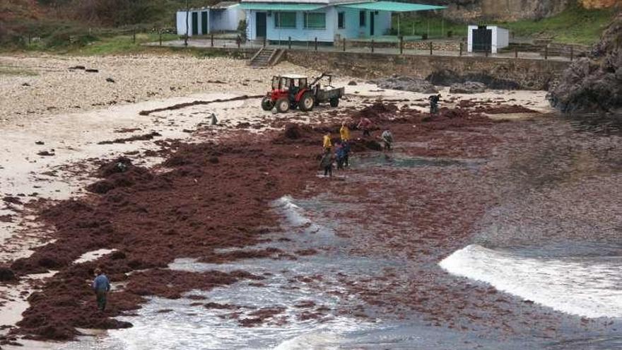 Los recolectores de ocle denuncian que los barcos de arranque esquilman la costa