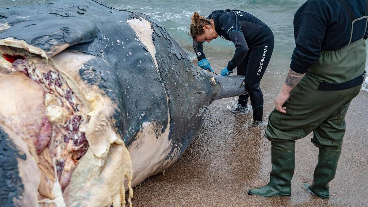 Una ballena, encontrada muerta en la playa de Pals (Baix Empordà, Girona), este sábado.