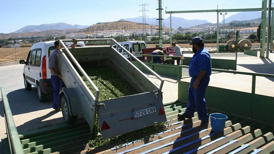 Agricultores de aceituna de mesa de Antequera descargan en una almazara.