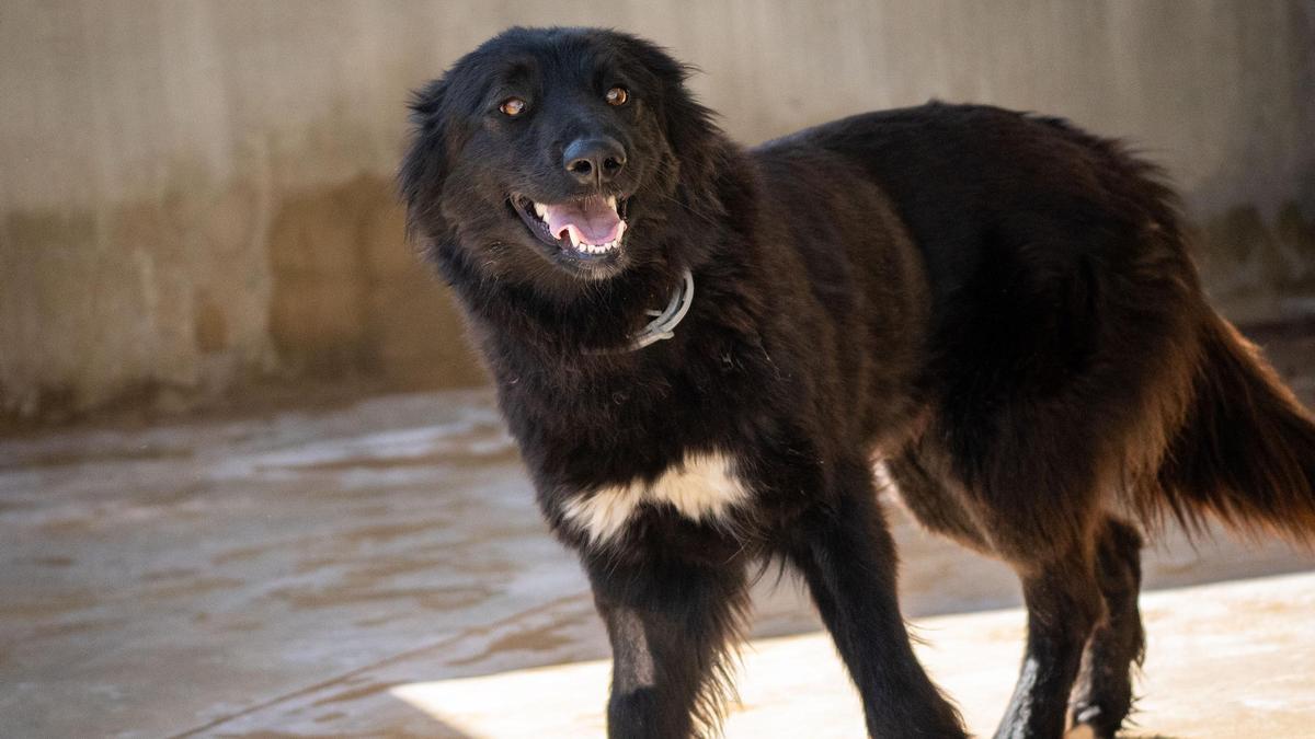 24º Desfile de perros de AUPA y Fundación BIOPARC