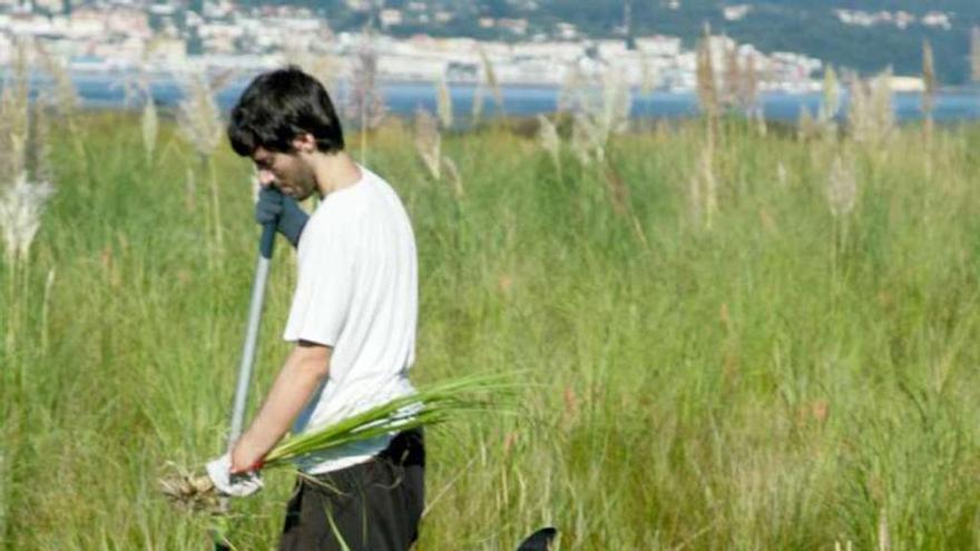 Ecologistas preparan una regata para limpiar las marismas de Betanzos