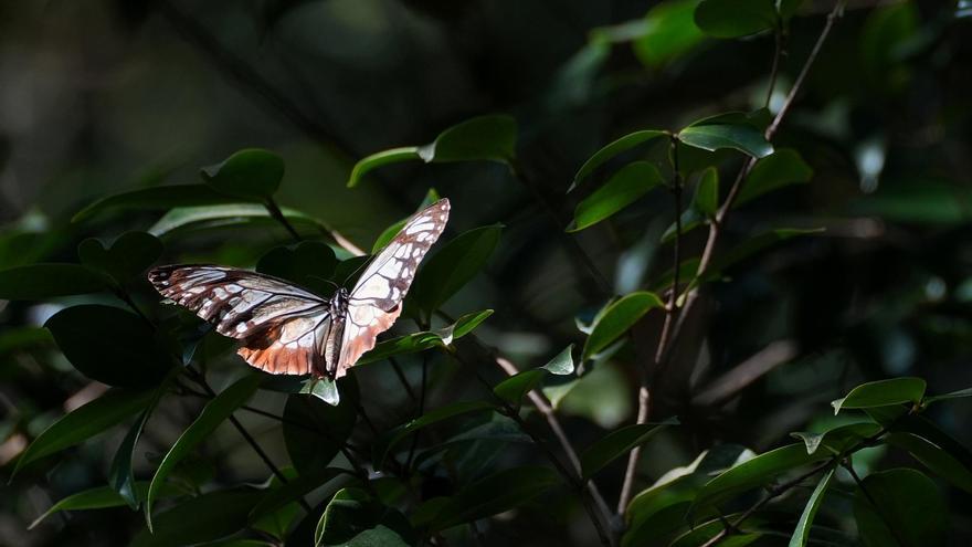 La asombrosa hazaña de una mariposa: vuela 3.000 kilómetros, de Japón a Hong Kong