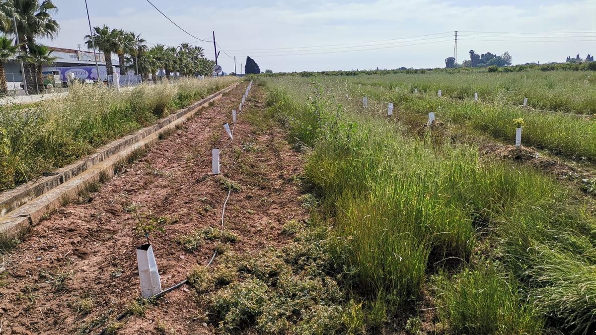 Nueva plantación de cítricos.