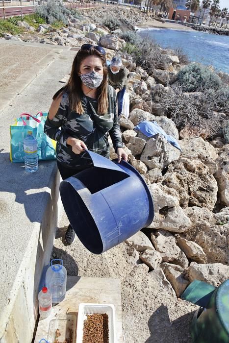 Die Katzen an Palmas Stadtstrand fristen ein trauriges Dasein.