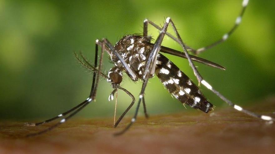 Un ejemplar de mosquito tigre.