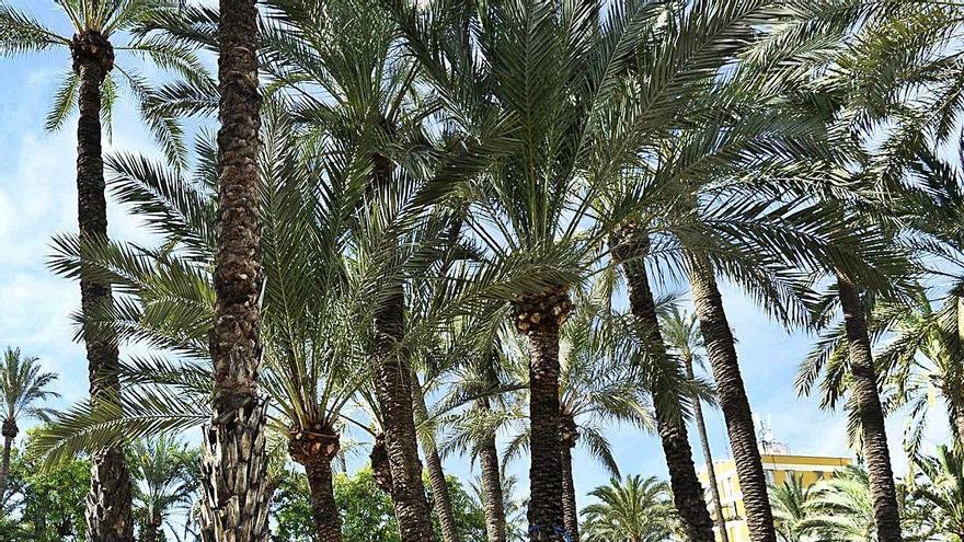 Brotes verdes para el histórico palmeral del barrio de La Paz