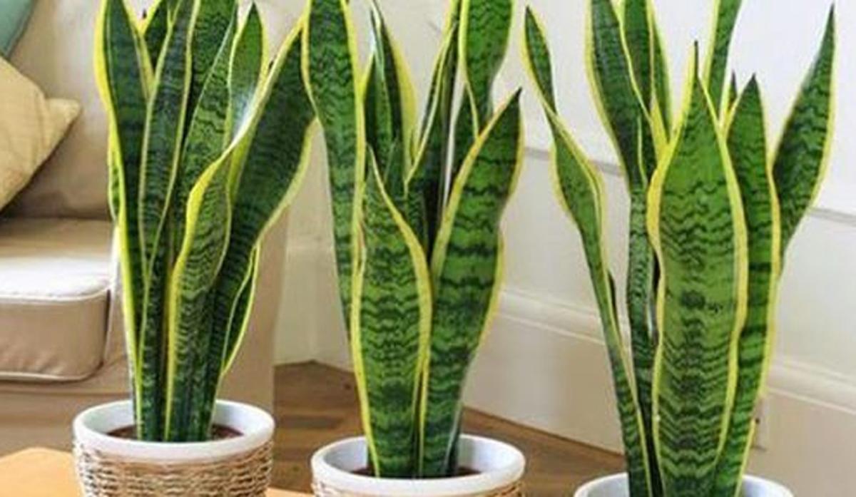 Las plantas que más tiempo duran sin regar