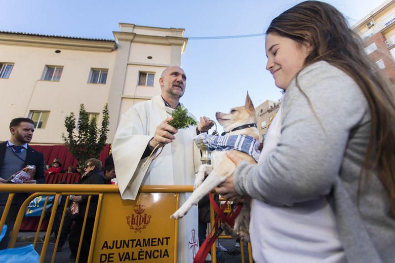 Bendición de animales por Sant Antoni del Porquet