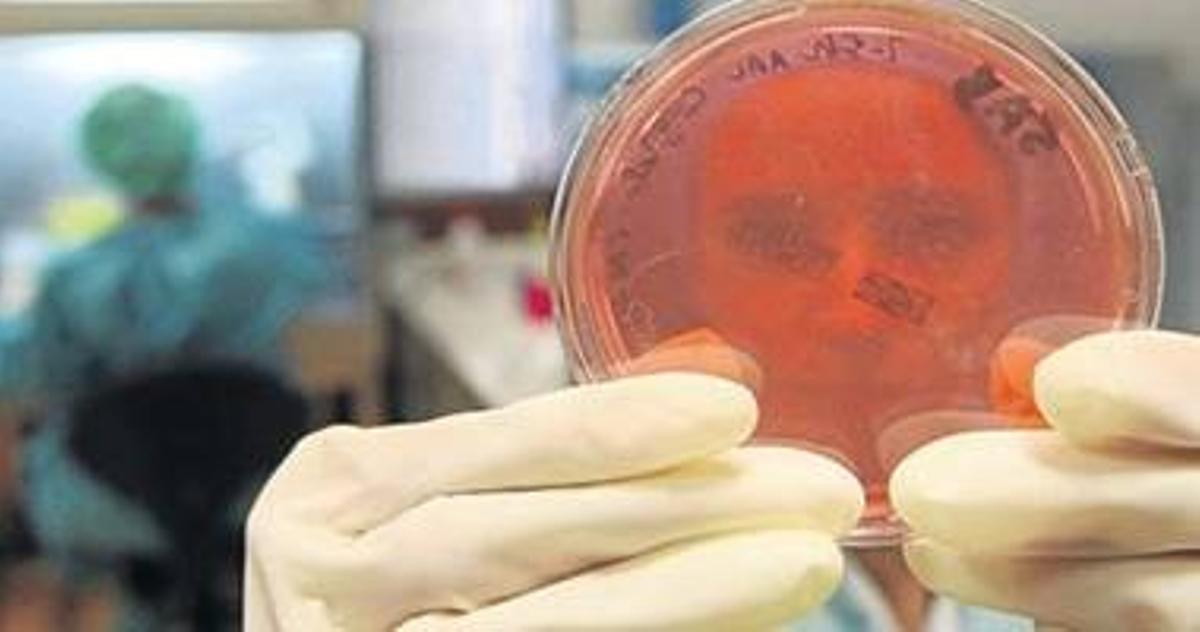 Los ingenieros de la epidermis