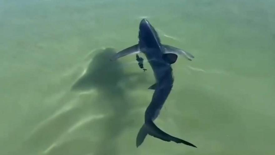 Así liberan a un tiburón atrapado entre las rocas en la costa italiana