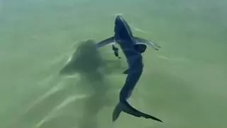 Así liberan a un tiburón atrapado entre las rocas en la costa italiana