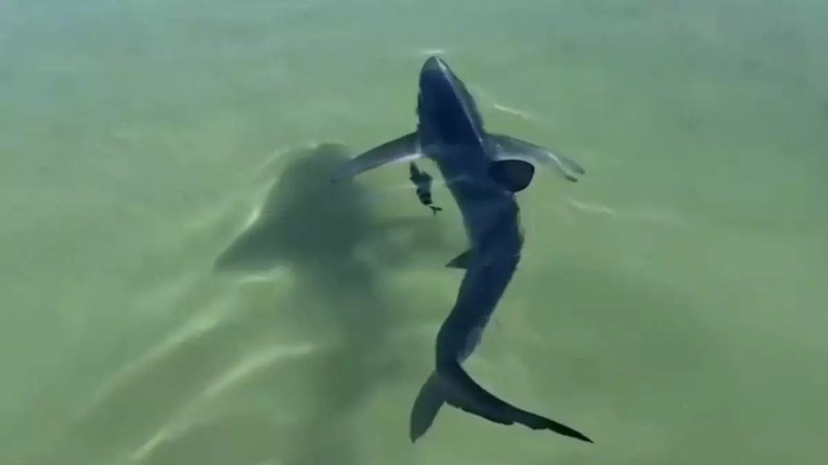 Así liberan a un tiburón atrapado entre las rocas en la costa italiana