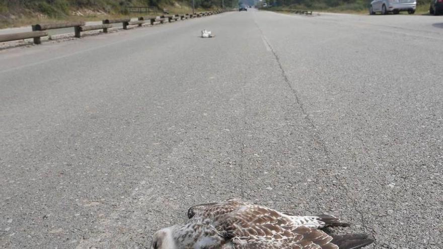 Una de las gaviotas muertas.