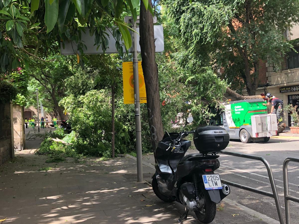 Operarios retirando el árbol caído en la calle Portal de Santa Madrona.