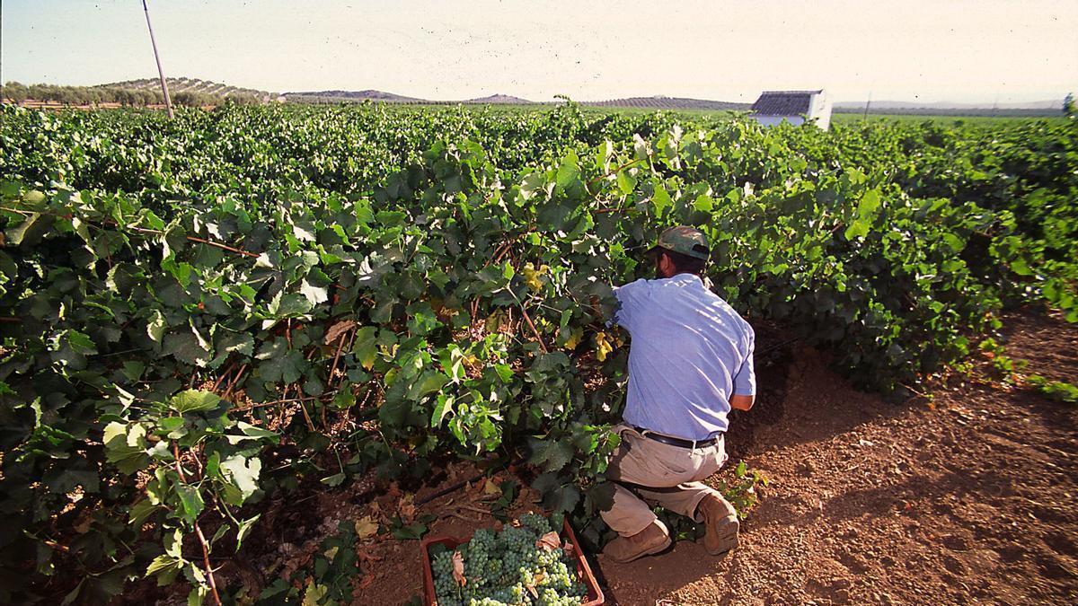 Asaja Málaga solicita una valoración oficial de los daños ocasionados en la uva moscatel por las altas temperaturas.