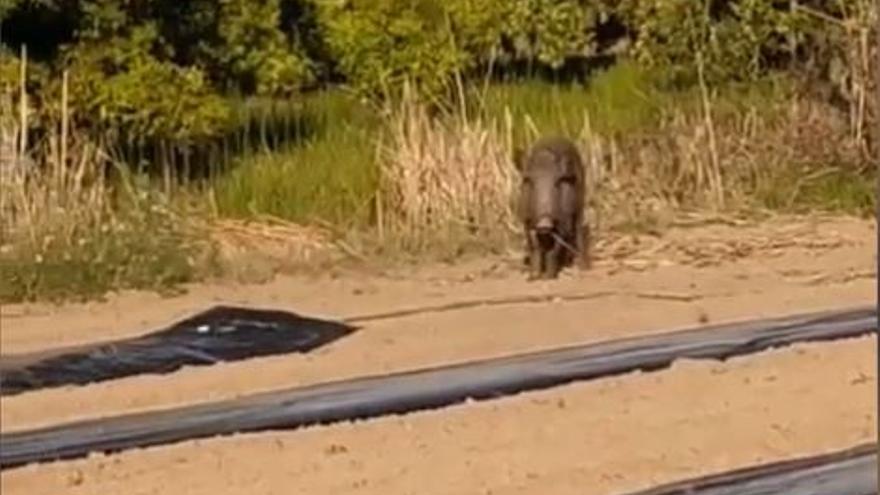 Vídeo: Un agricultor defiende su melonar de un jabalí en Nules